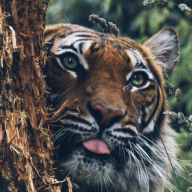 tigerine