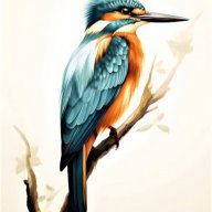 Kingfisher