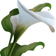 SaintEvieOfTheLillies