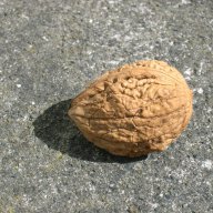 walnut