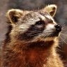 radraccoon